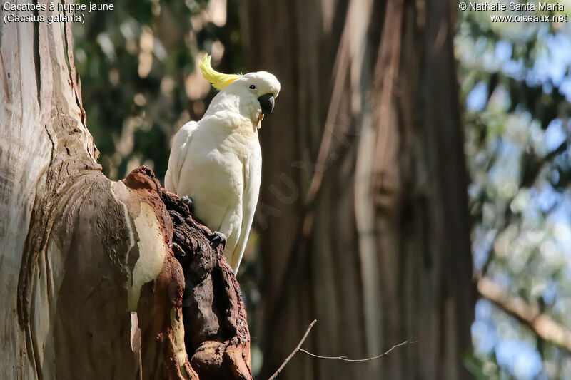 Sulphur-crested Cockatooadult, identification, Reproduction-nesting