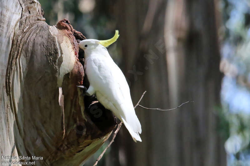 Sulphur-crested Cockatooadult, Reproduction-nesting