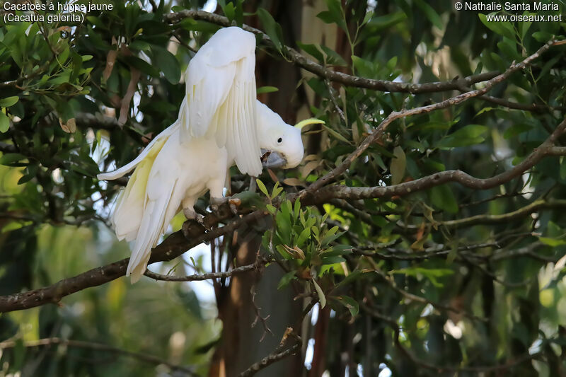 Sulphur-crested Cockatooadult, identification, care