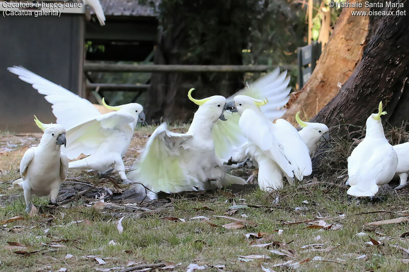 Sulphur-crested Cockatoo, habitat