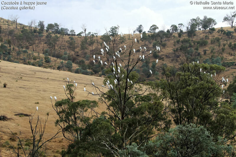 Cacatoès à huppe jaune, habitat