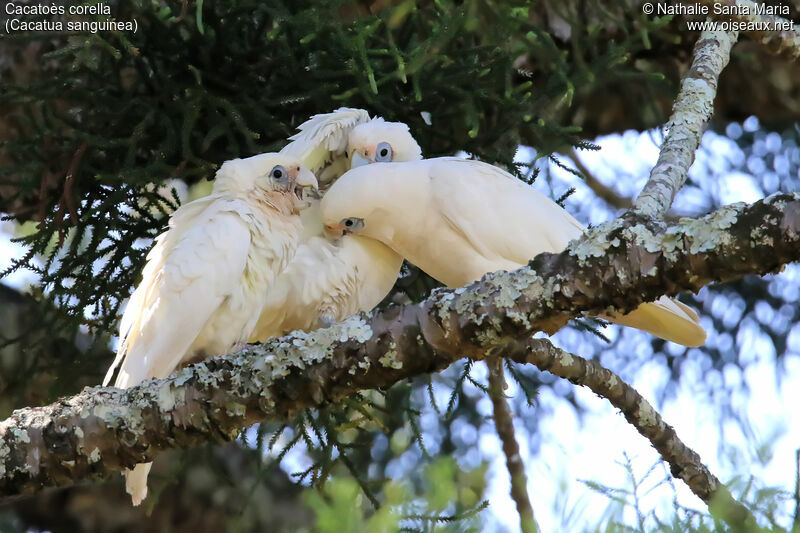 Cacatoès corella, identification, soins