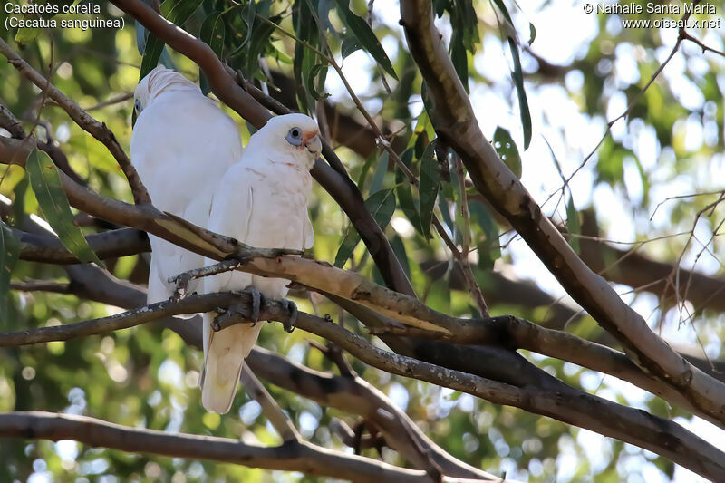 Little Corellaadult, identification