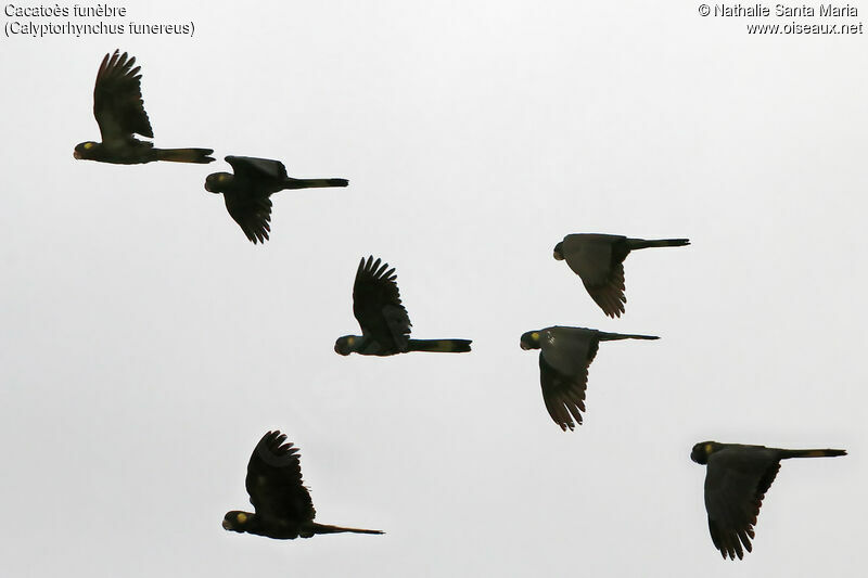 Yellow-tailed Black Cockatooadult, Flight