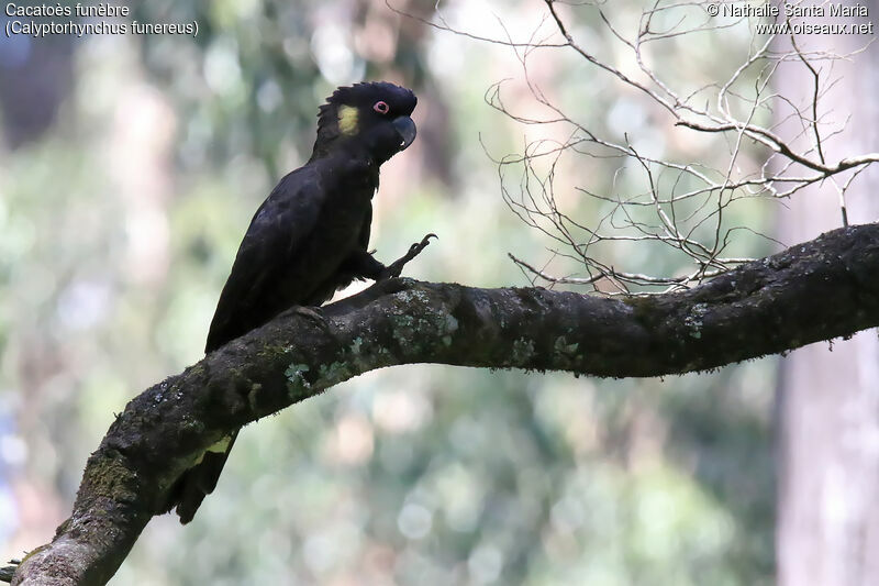 Yellow-tailed Black Cockatoo female adult, identification