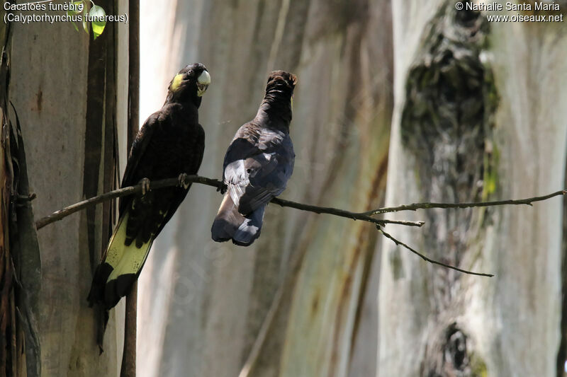 Yellow-tailed Black Cockatooadult, habitat