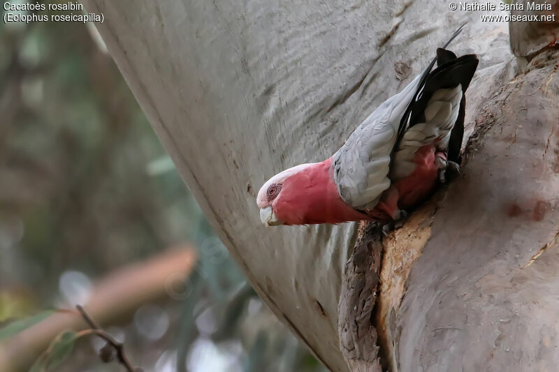 Galah female adult, identification