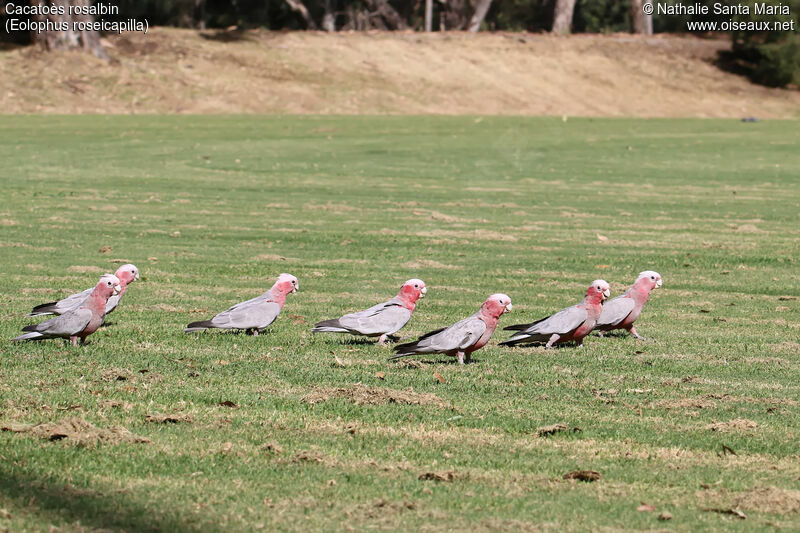 Galah, habitat