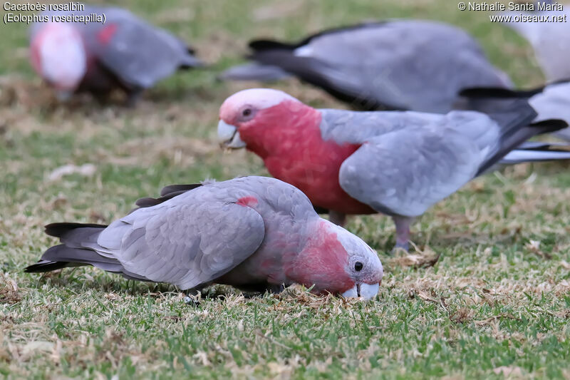 Galah male adult, eats