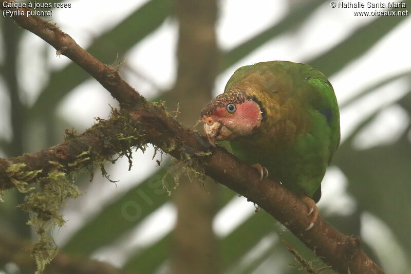 Rose-faced Parrotadult, identification