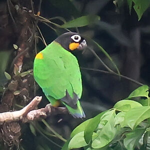 Caïque de Barraband