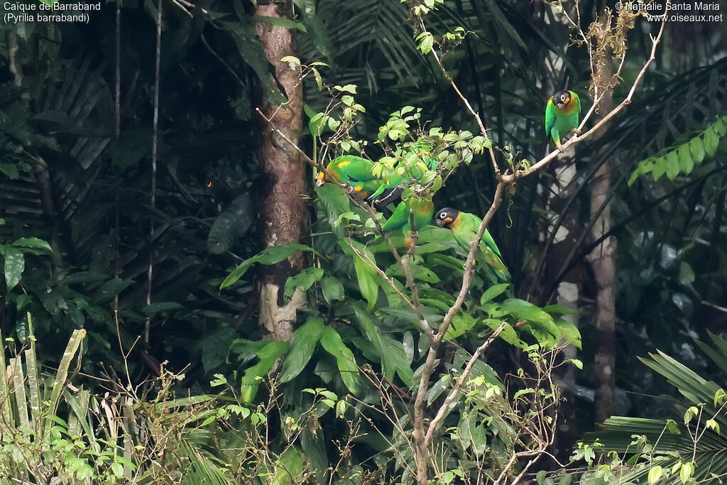 Caïque de Barraband