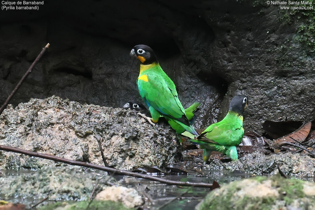 Caïque de Barrabandadulte, identification