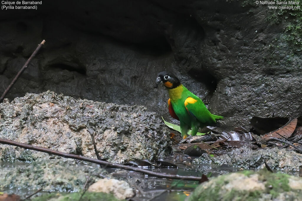 Caïque de Barrabandadulte, identification