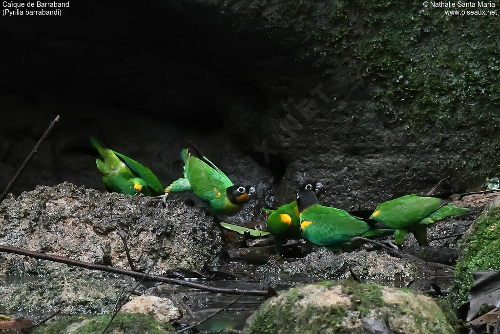Caïque de Barrabandadulte, habitat, boit