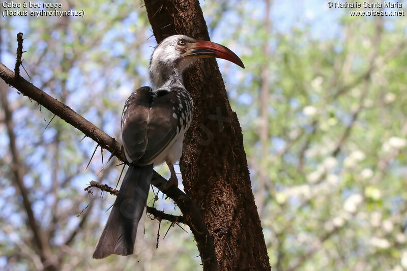 Calao à bec rouge mâle adulte, identification, habitat