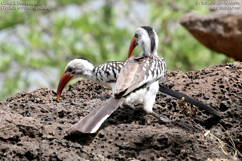 Northern Red-billed Hornbilladult, habitat