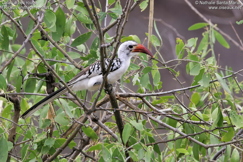 Calao à bec rouge femelle adulte, habitat