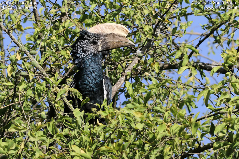 Silvery-cheeked Hornbill male adult, identification, habitat