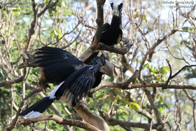 Silvery-cheeked Hornbill female adult, identification, habitat