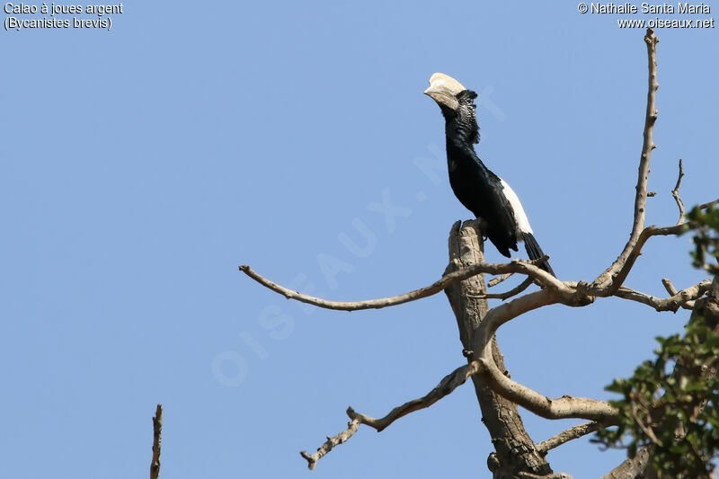 Silvery-cheeked Hornbill male adult, identification, habitat