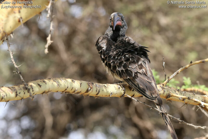 Hemprich's Hornbill male adult, identification, habitat