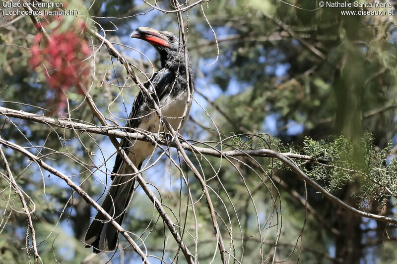 Hemprich's Hornbill male adult