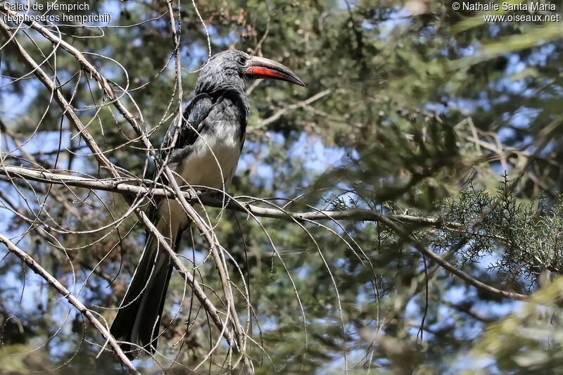 Hemprich's Hornbill male adult, habitat