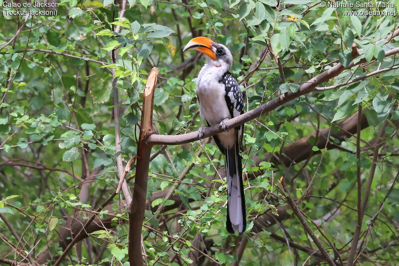 Calao de Jackson mâle adulte, identification, habitat