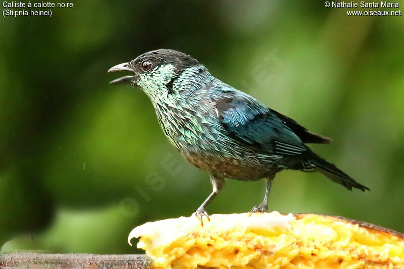 Black-capped Tanager male adult, identification, eats