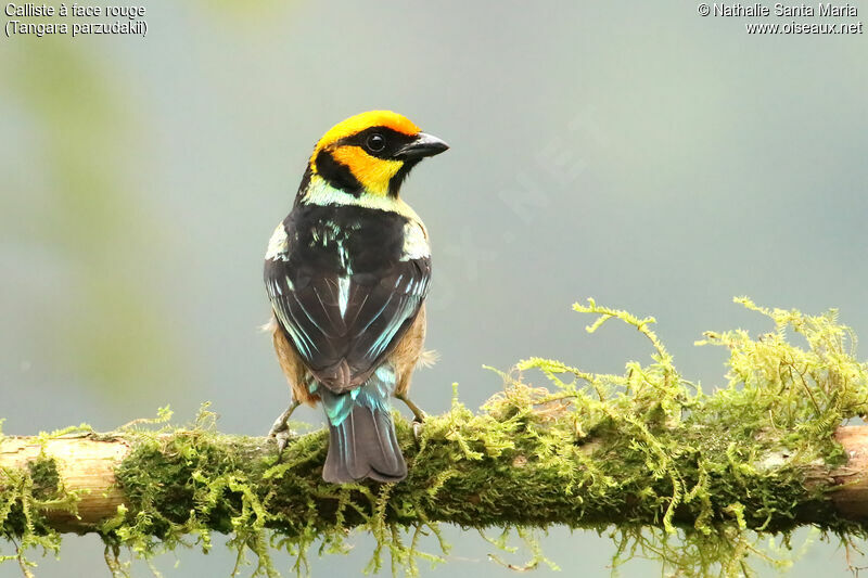 Flame-faced Tanager male adult breeding, identification