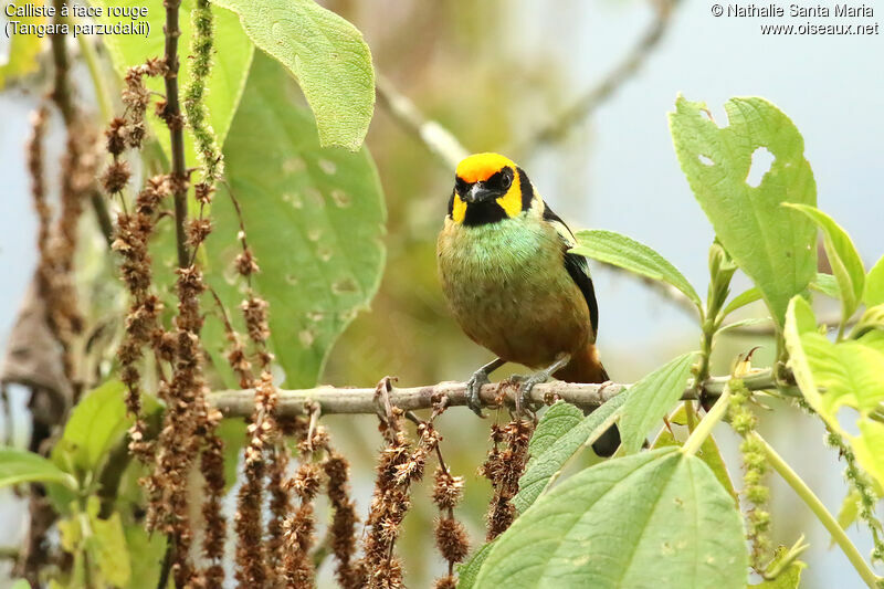 Flame-faced Tanager male adult breeding, identification