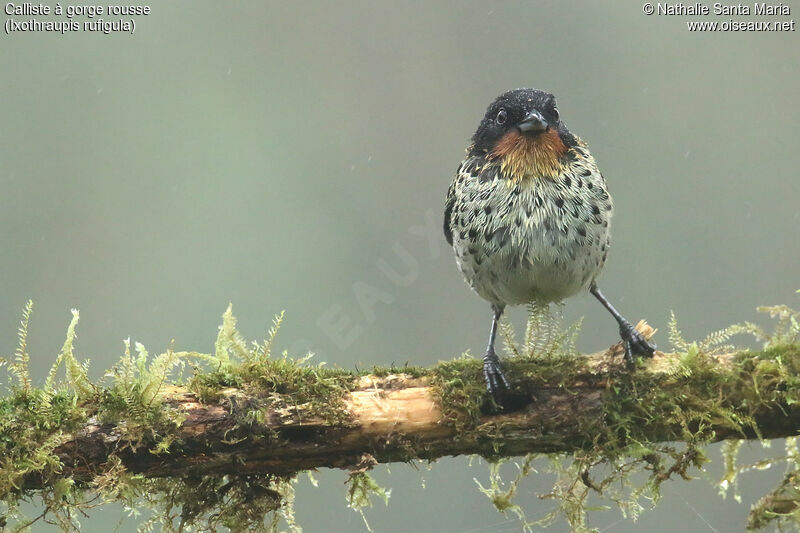 Rufous-throated Tanageradult, identification