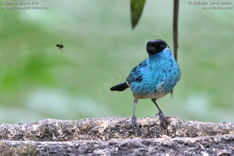 Golden-naped Tanager male adult, identification