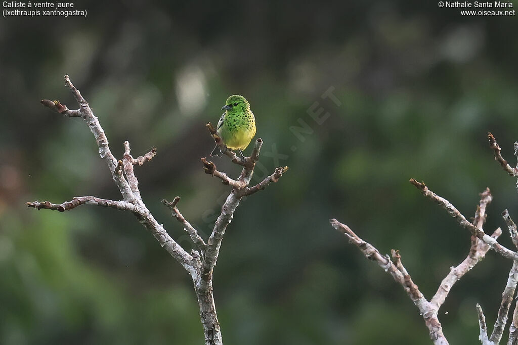 Yellow-bellied Tanager