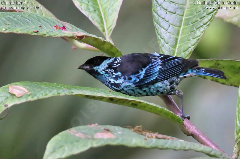 Calliste béryladulte, identification