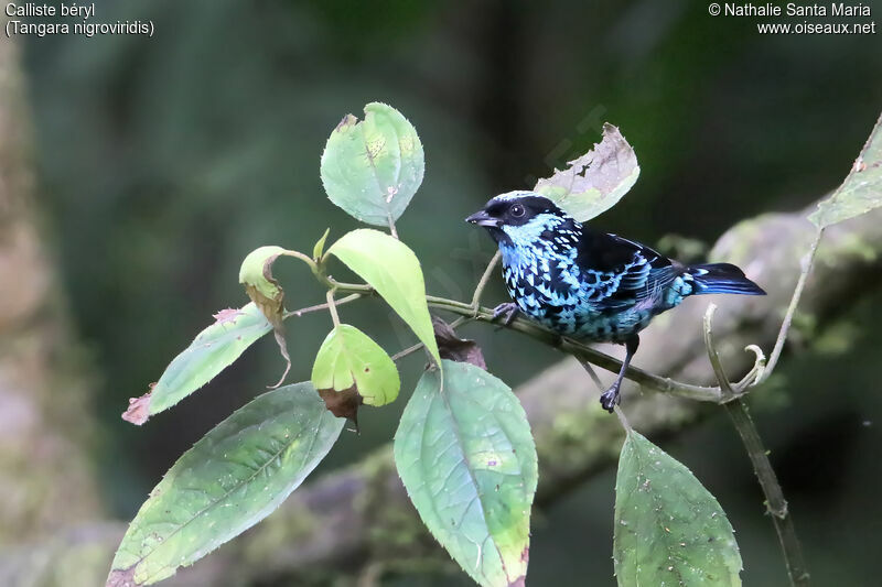 Calliste béryladulte, identification