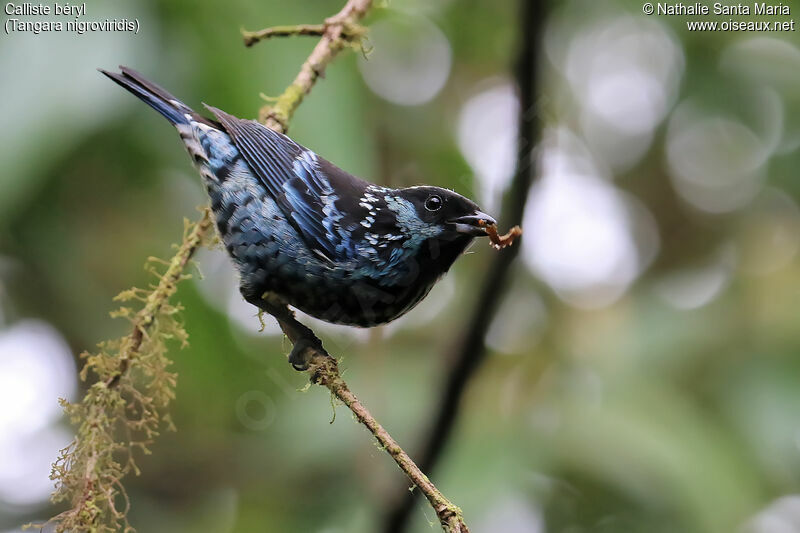 Beryl-spangled Tanager male adult breeding, identification, feeding habits, eats