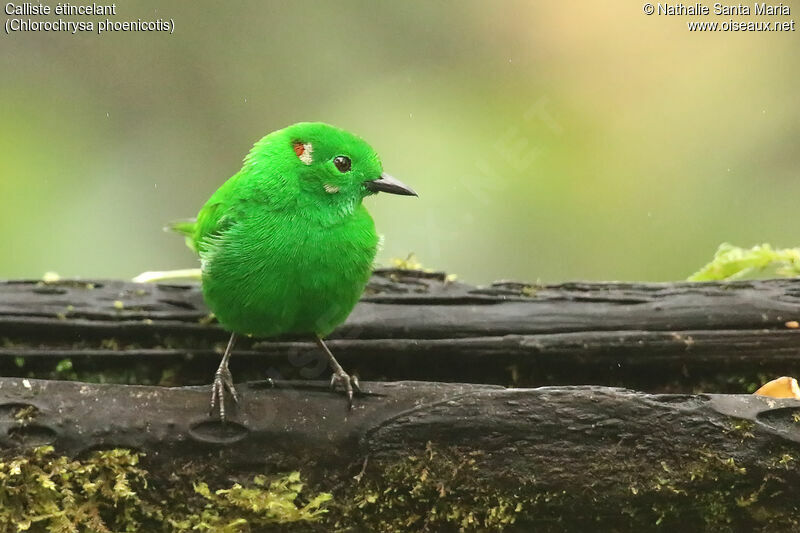 Glistening-green Tanageradult, identification