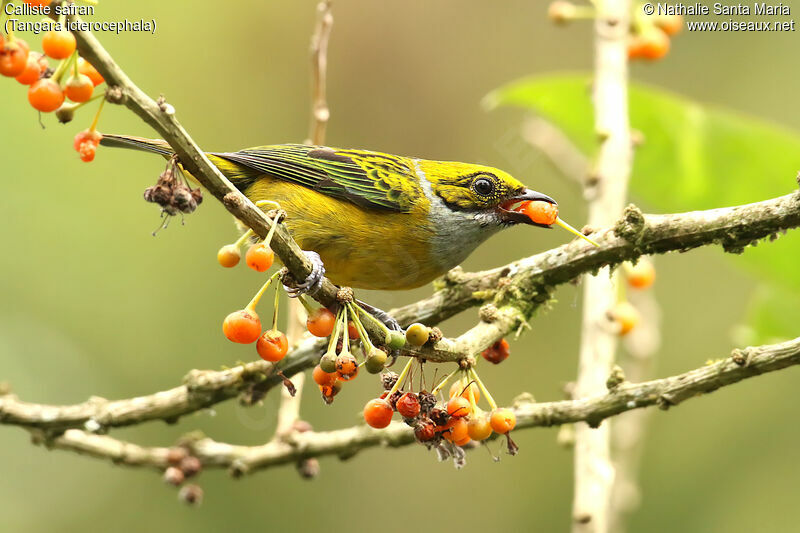 Silver-throated Tanager male adult, identification, feeding habits, eats