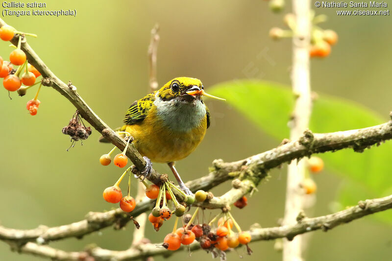 Silver-throated Tanager male adult, identification, feeding habits, eats