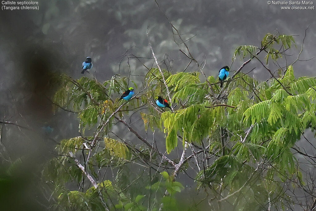Paradise Tanager