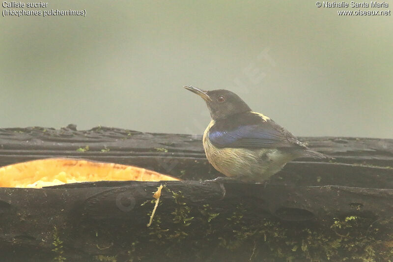 Calliste sucrier mâle adulte, identification