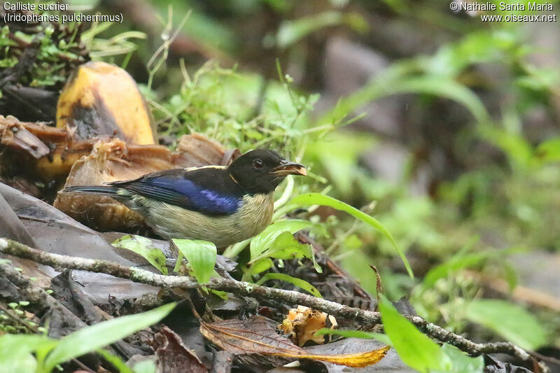 Calliste sucrieradulte, identification, régime, mange