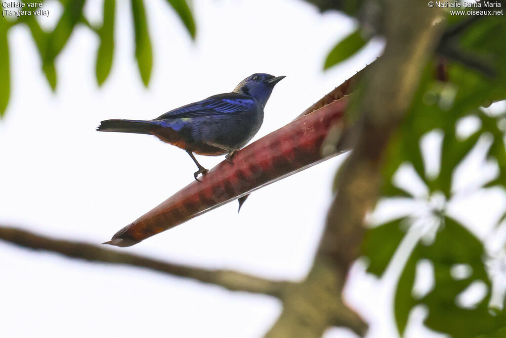 Calliste variéadulte, identification