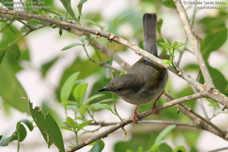 Camaroptère à dos grisadulte, identification, habitat