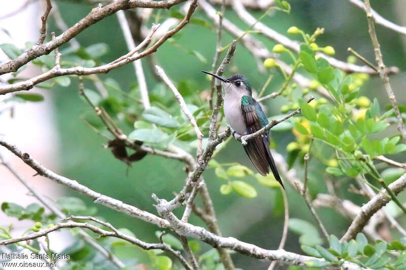 Curve-winged Sabrewingadult, identification