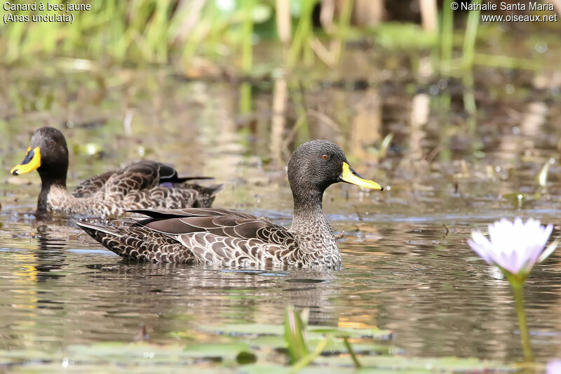 Canard à bec jauneadulte, habitat, nage