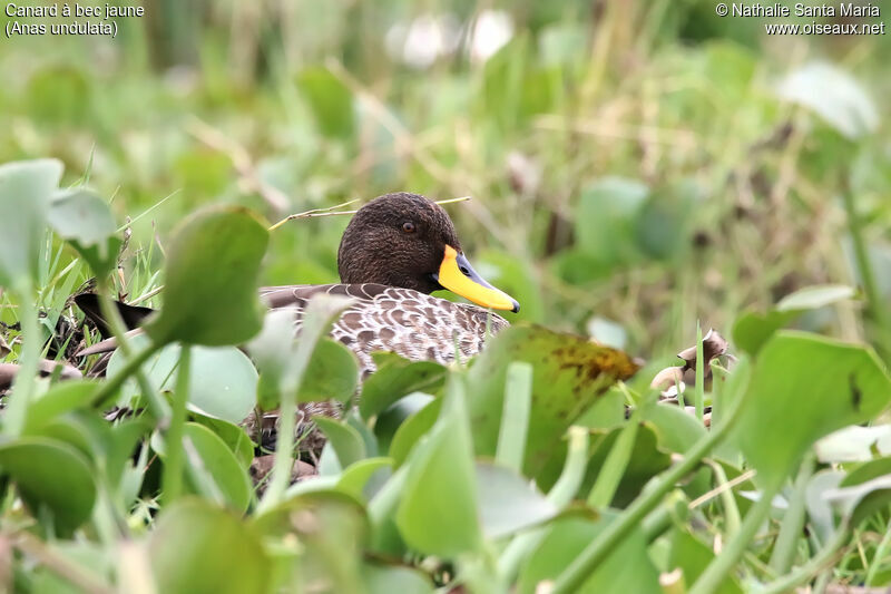 Canard à bec jauneadulte, identification, habitat