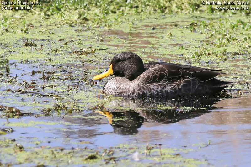 Yellow-billed Duckadult, identification, habitat, swimming